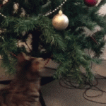 My Christmas Tree Cat